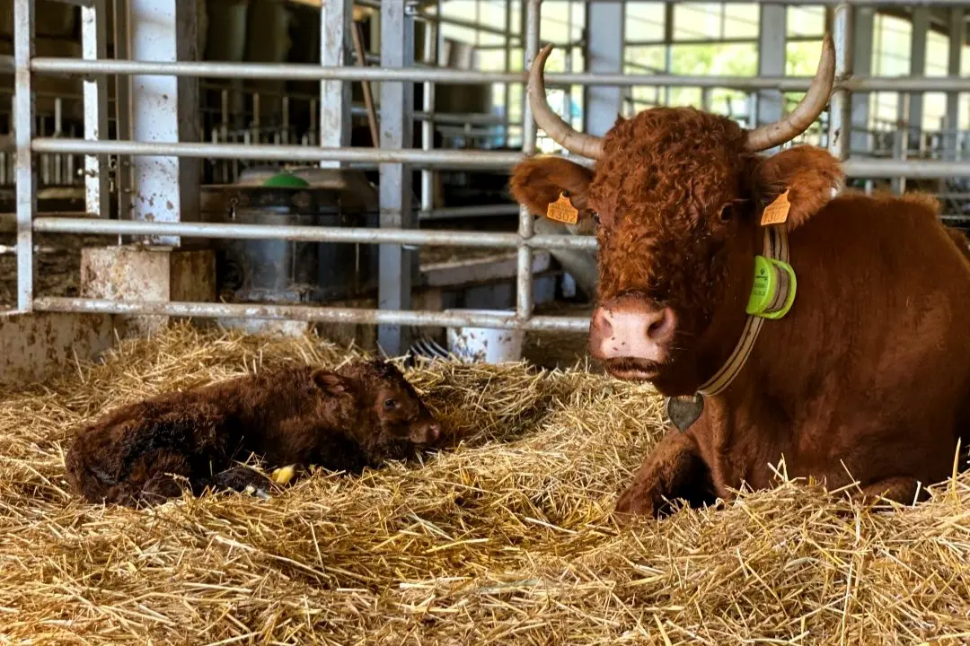 Na što paziti u prvim mjesecima života teladi? Prvi dani i mjeseci života teleta presudni su za daljnji razvoj imuniteta, otpornosti i kasnijeg prirasta.