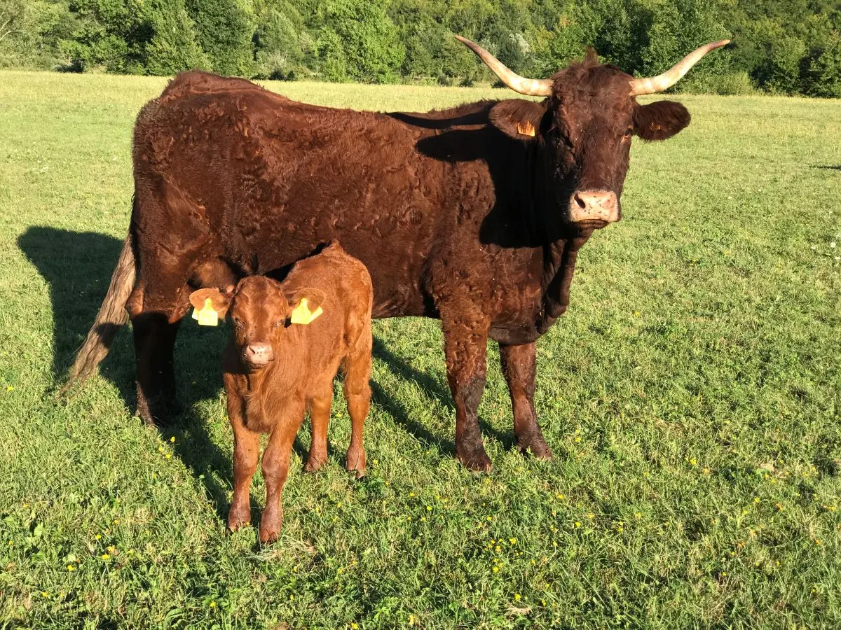 Razvoj teladi – OPG Tankosić