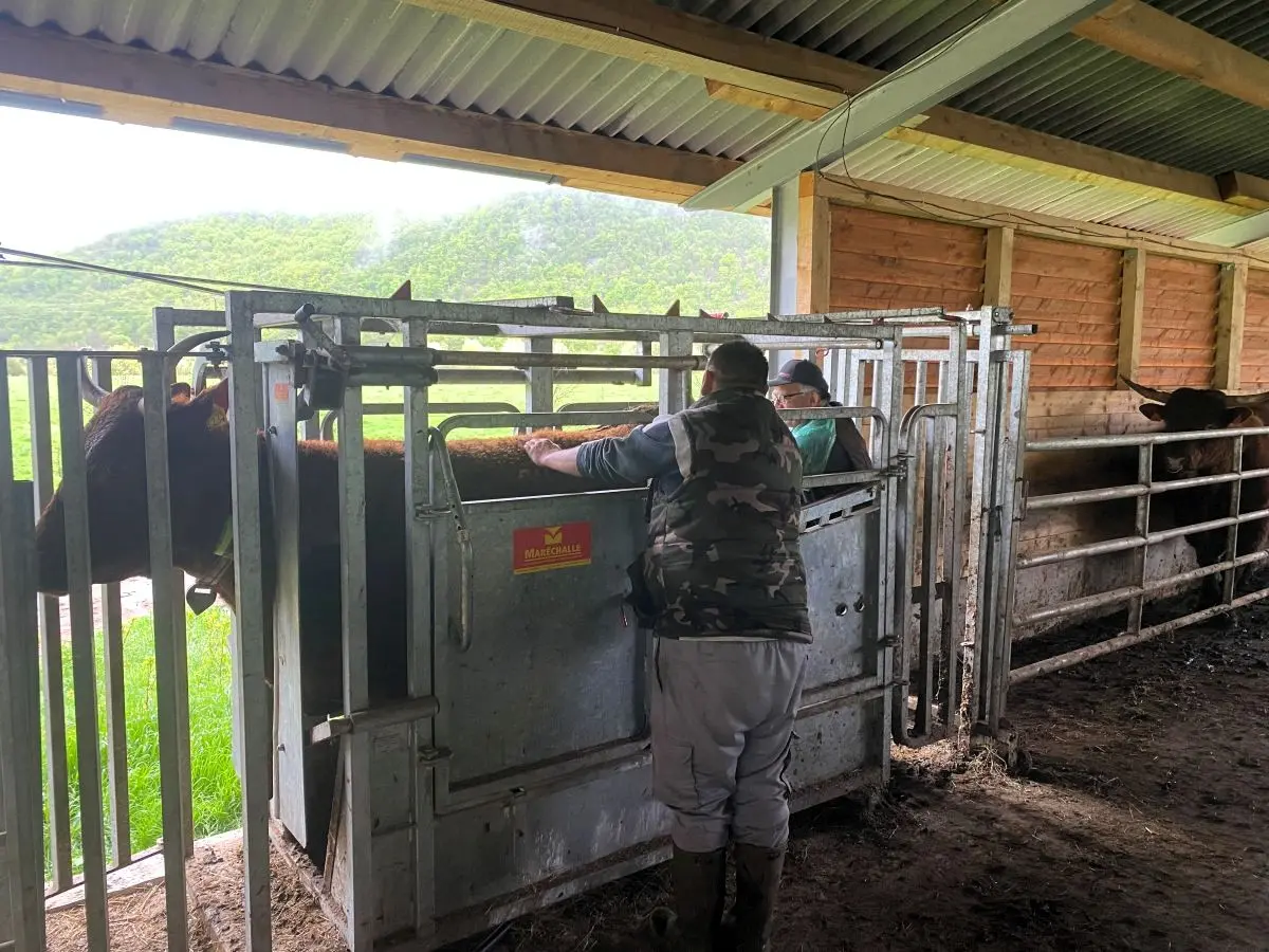 Oprema za rukovanje stadom – infrastruktura na farmi