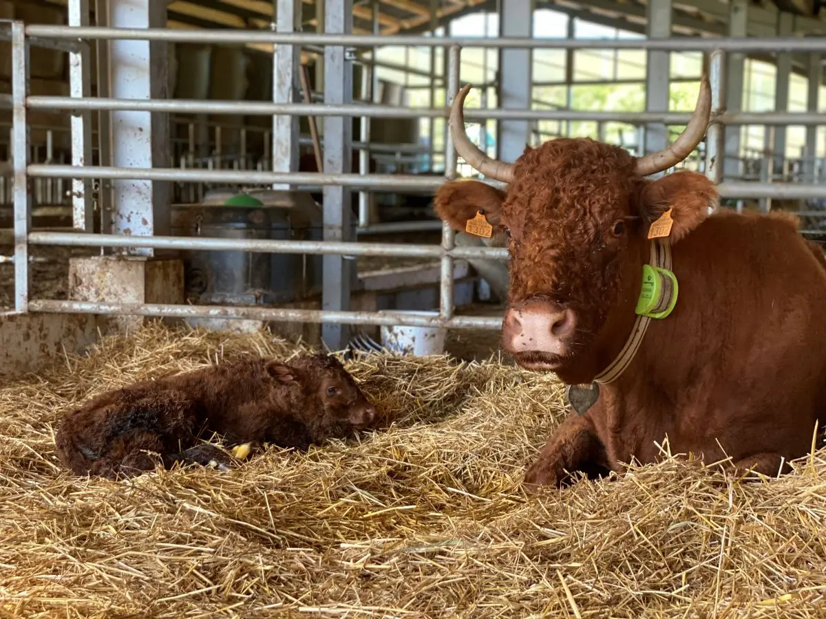 Tele u prvim mjesecima života