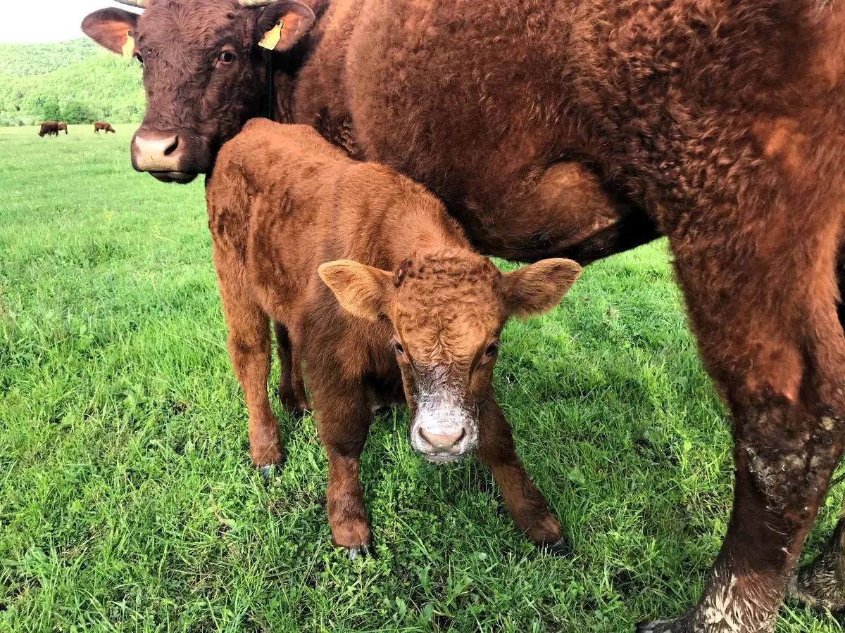 Salers krave – majčinske osobine